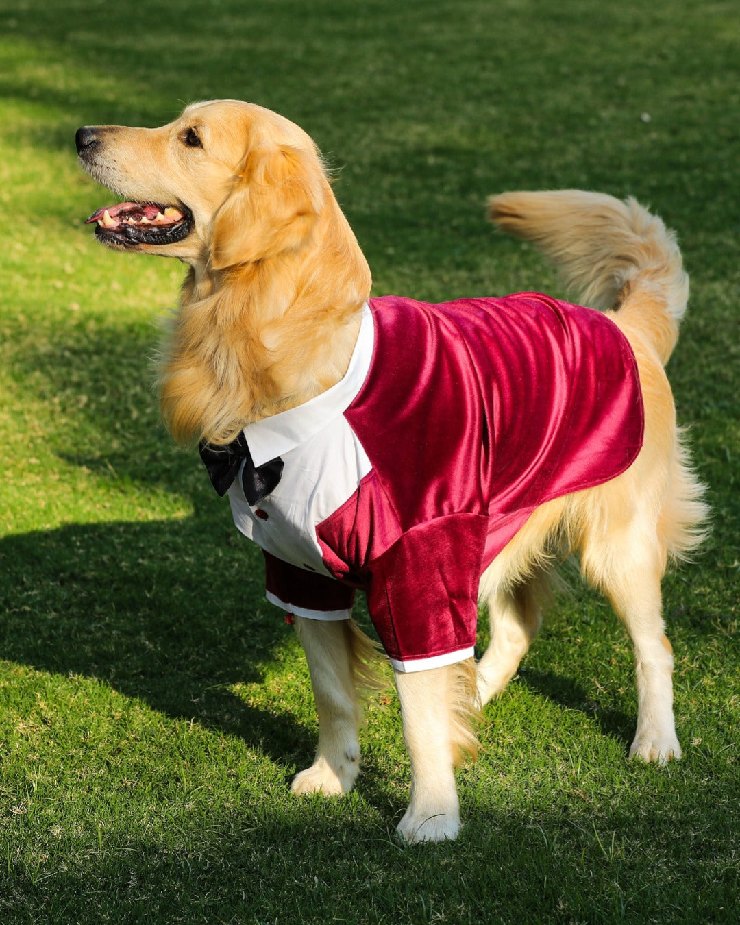 Tuxedos For Dogs - Maroon Velvet