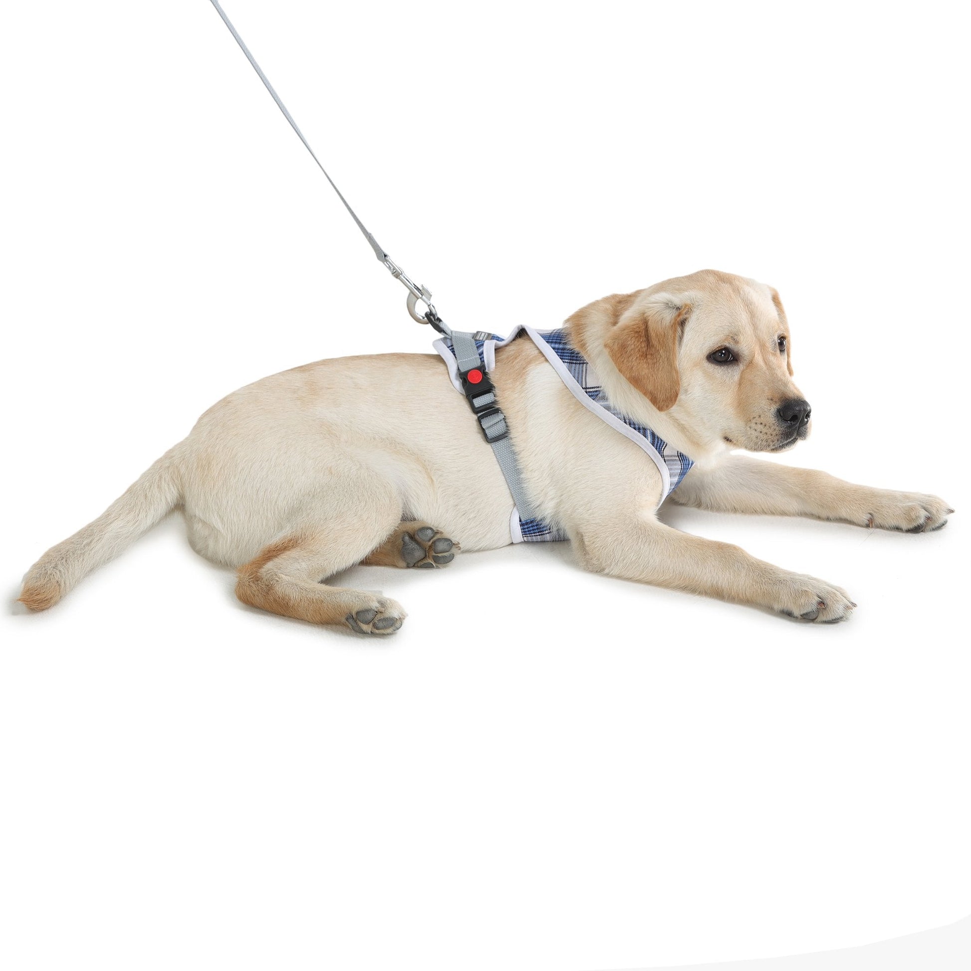 stylish dog in Barks & Wags harness