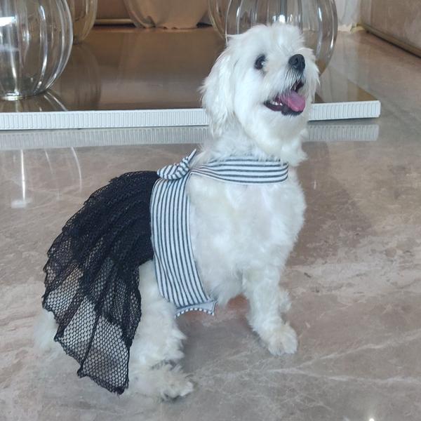 stylish dog wearing black white dress by Barks & Wags