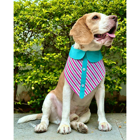 Sugar Stripe Peterpan Bandana