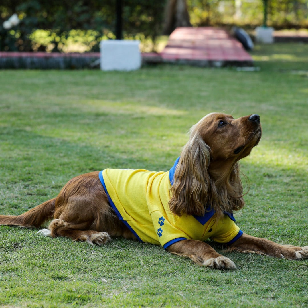 Yellow Polo Dog Tshirt (Royal Blue Collar)