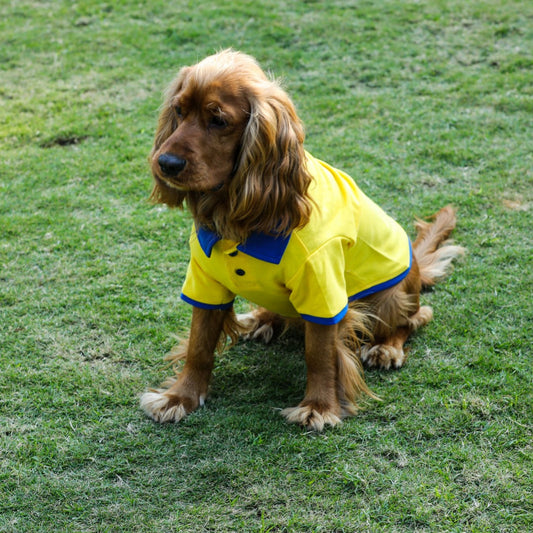 Yellow Polo Dog Tshirt (Royal Blue Collar)