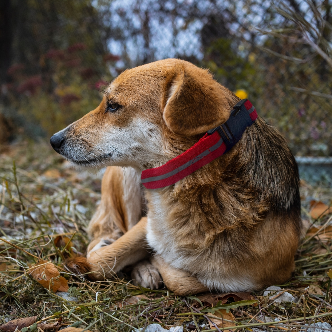 Red Reflective Collar