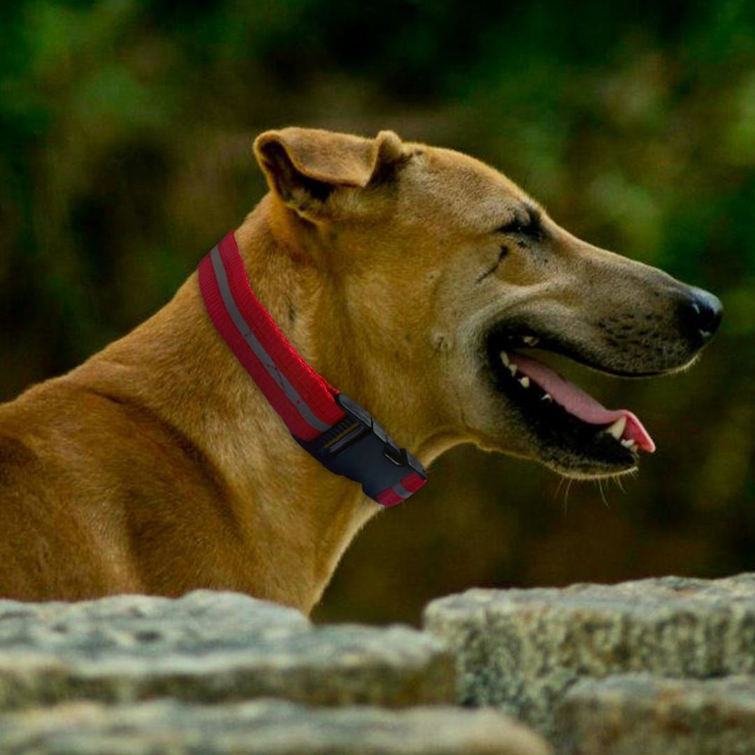 Red Reflective Collar