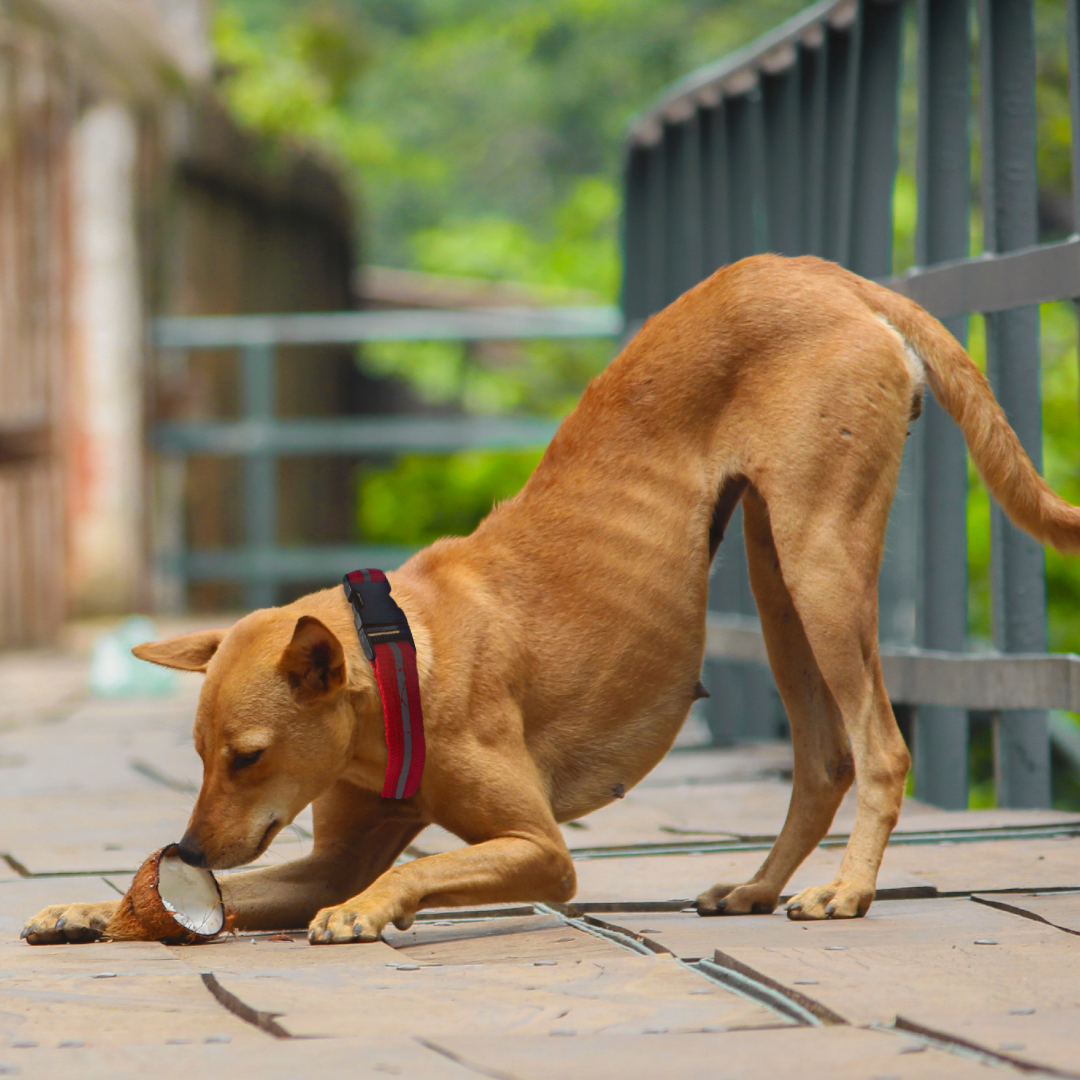 Red Reflective Collar