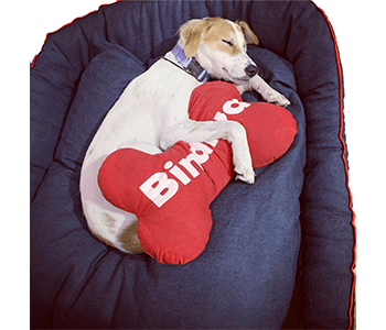 Denim Dog Bed With Pillow