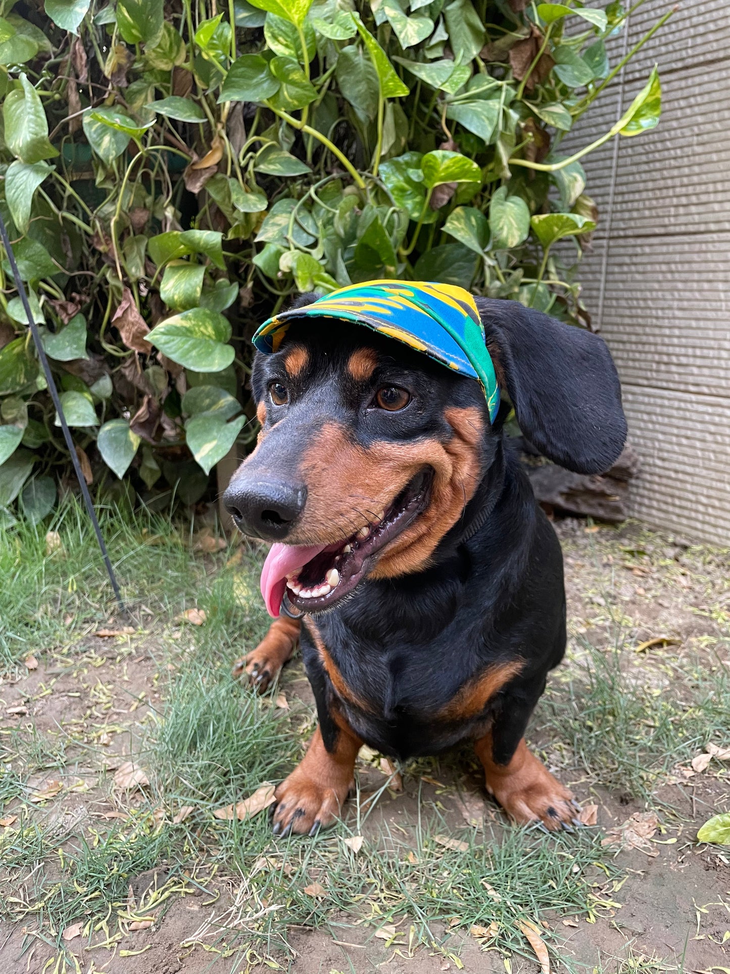 Dog Cap: Multi