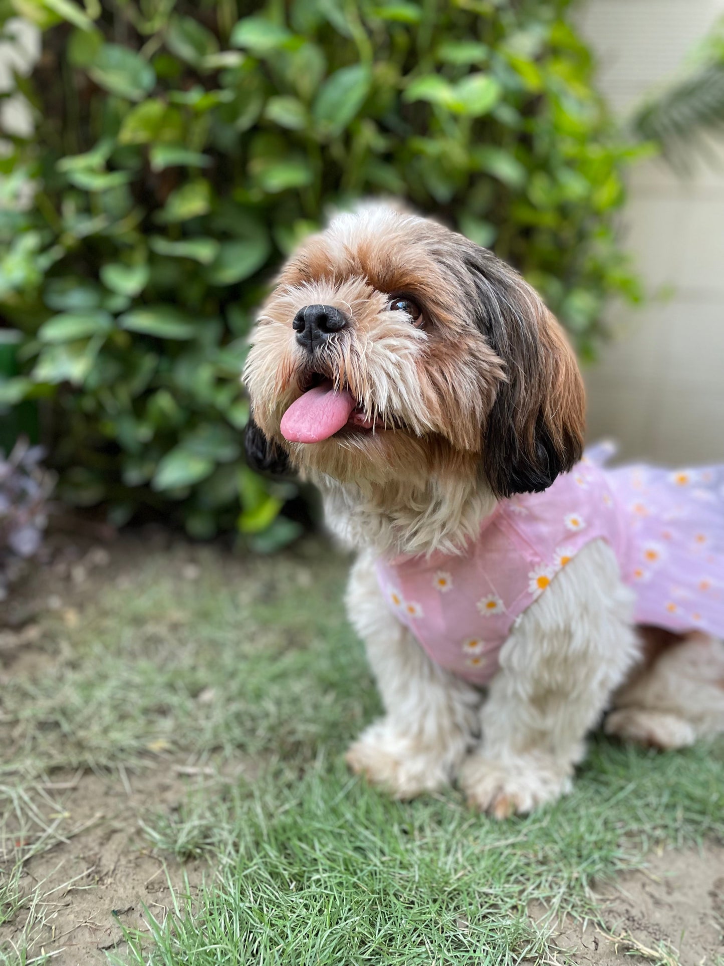 Frilly Dress Lilac