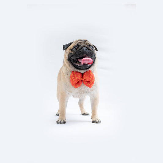 Occasion wear Bowtie: Red