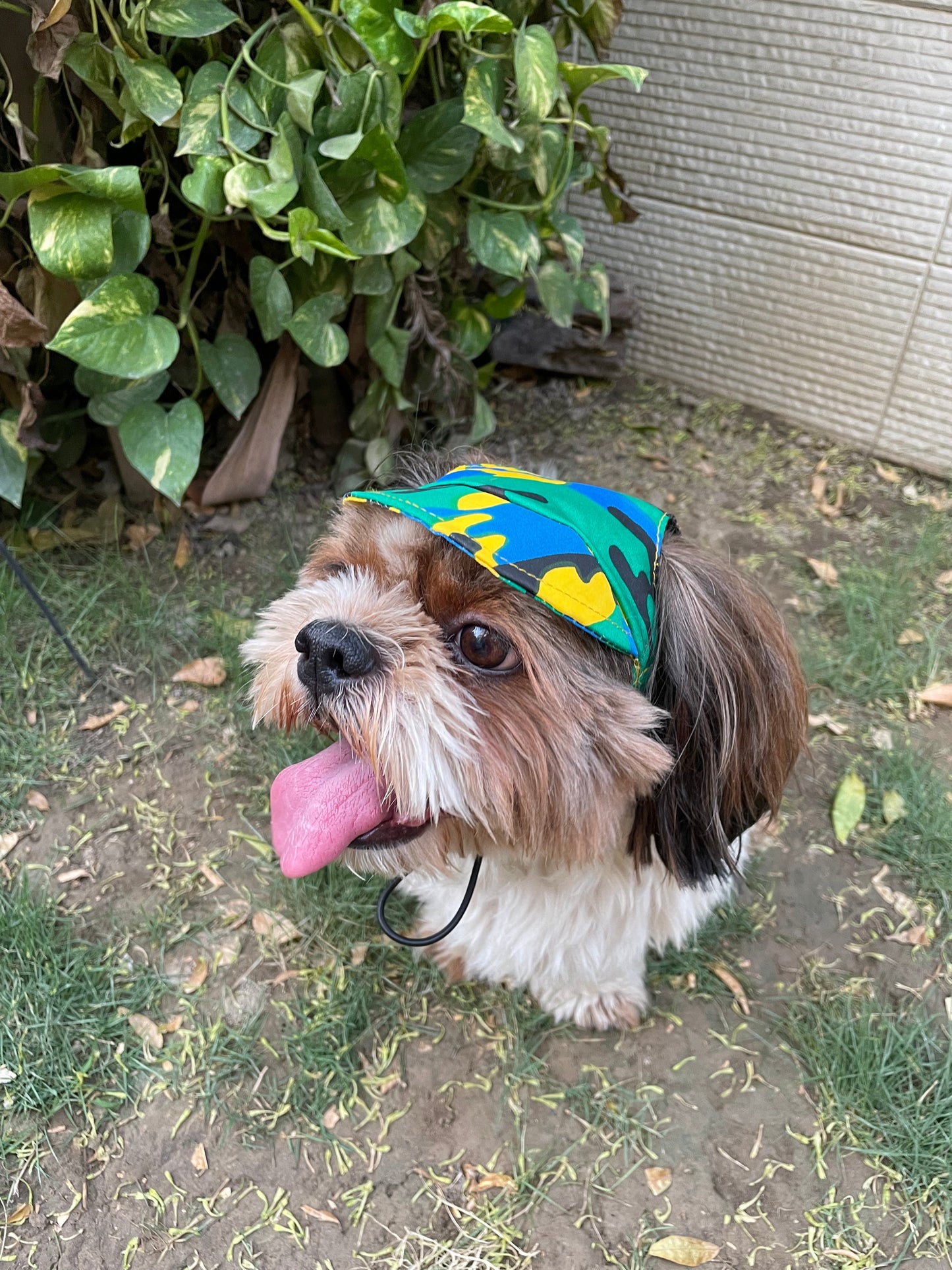 Dog Cap: Multi