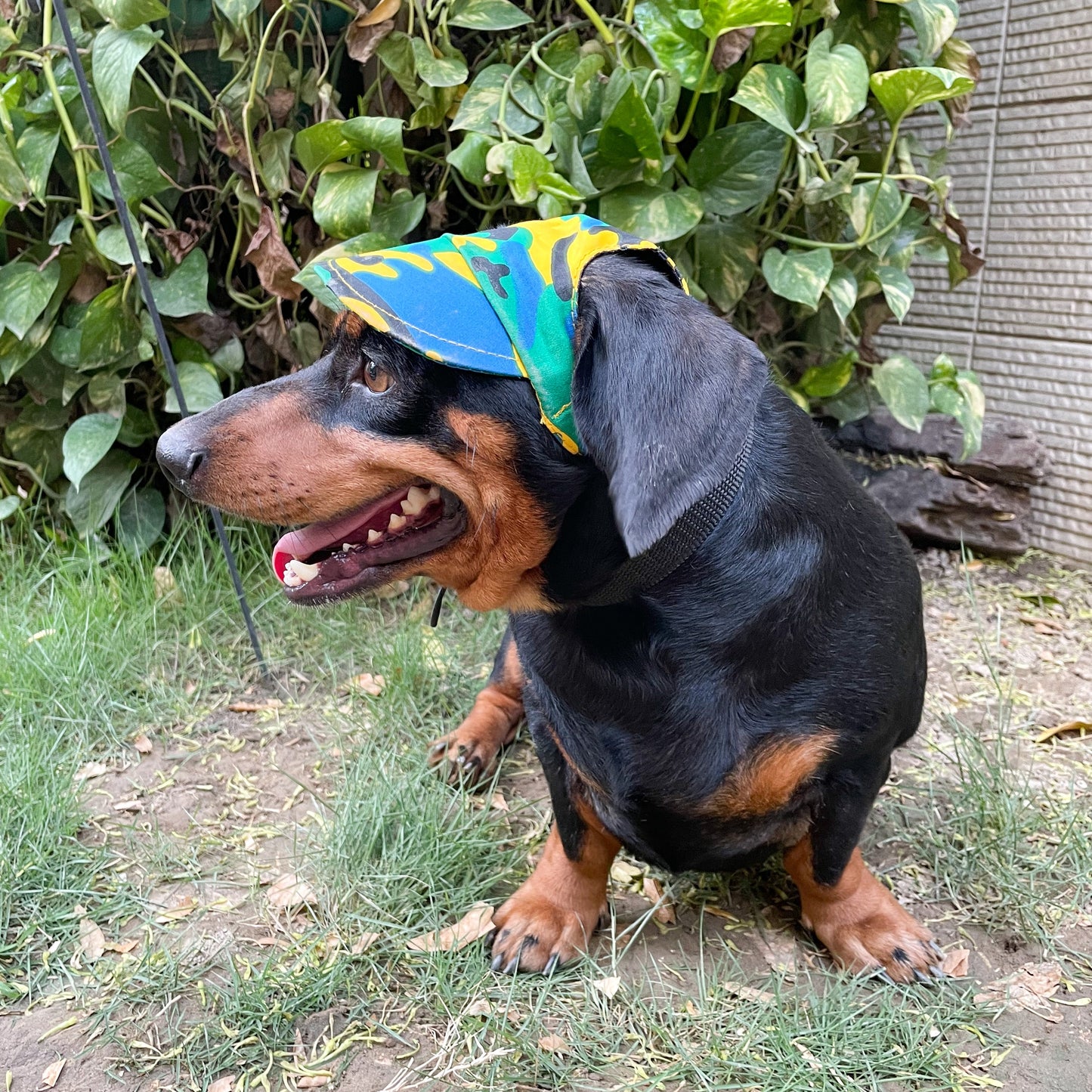 Dog Cap: Multi