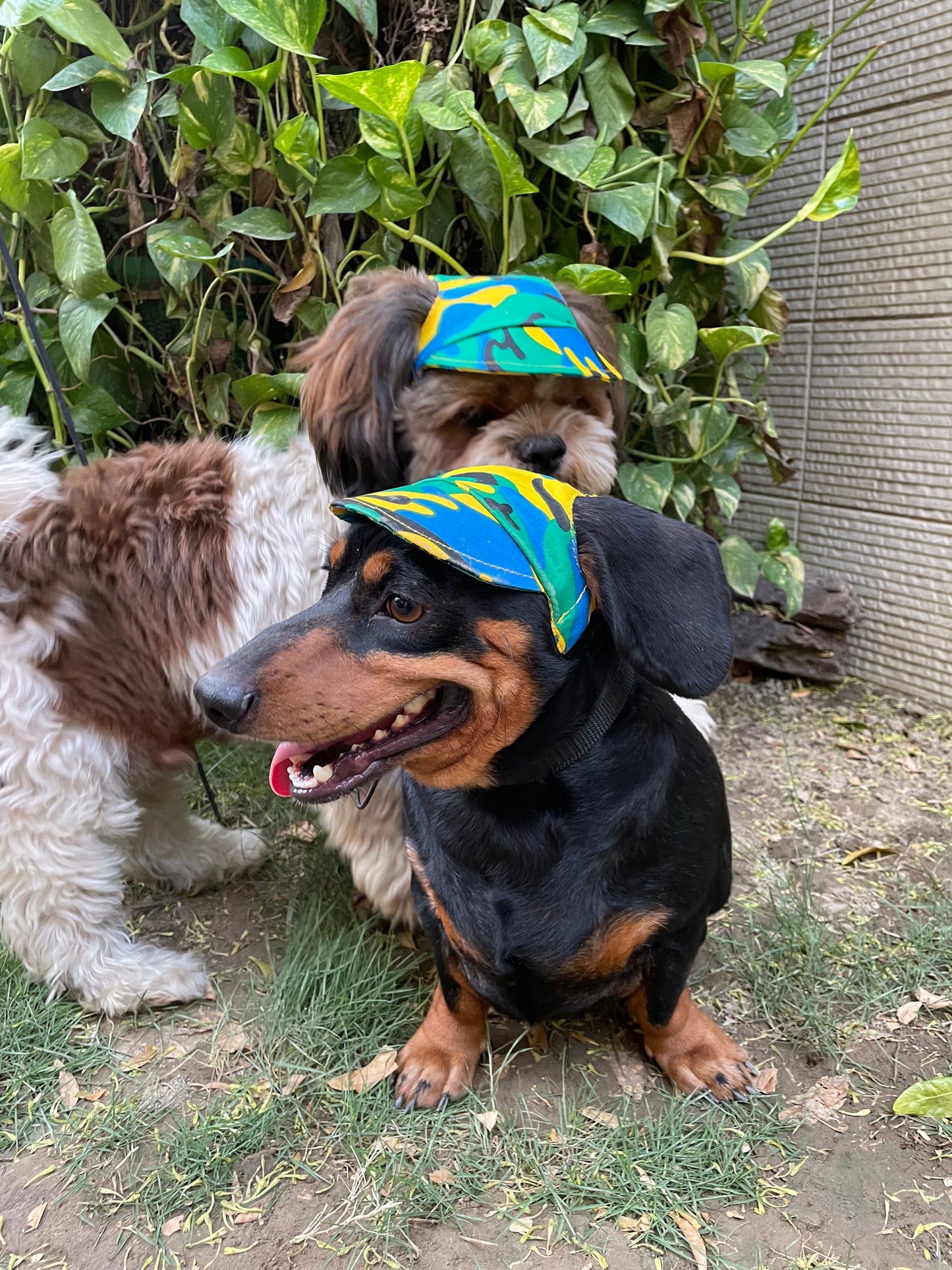 Dog Cap: Multi